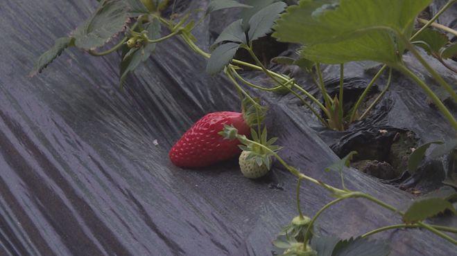 科技引領新生活，重慶雙福蔬菜價格行情實時掌握，蔬菜市場動態(tài)盡在眼前