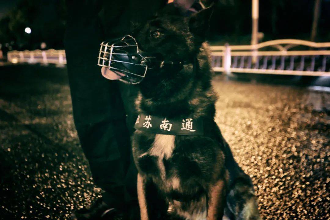 最新警犬動(dòng)態(tài)，守護(hù)城市安寧的無(wú)聲力量