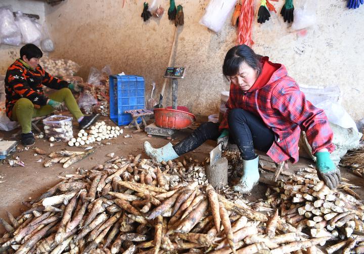 新鮮雷筍報價，開啟一場自然美味的旅行邀請